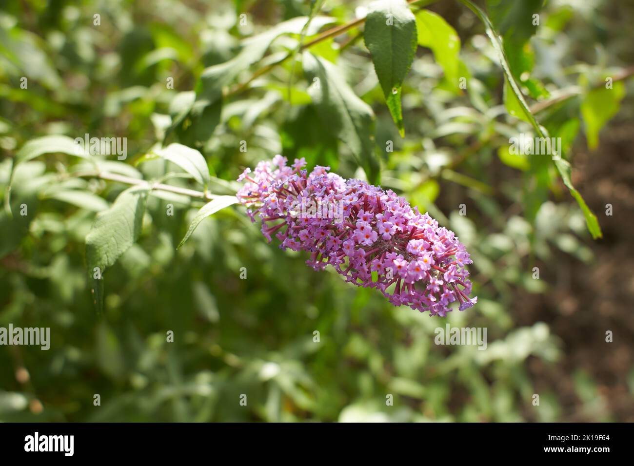 Summer lilac Empire Blue Latin name Buddleja davidii Empire Blue