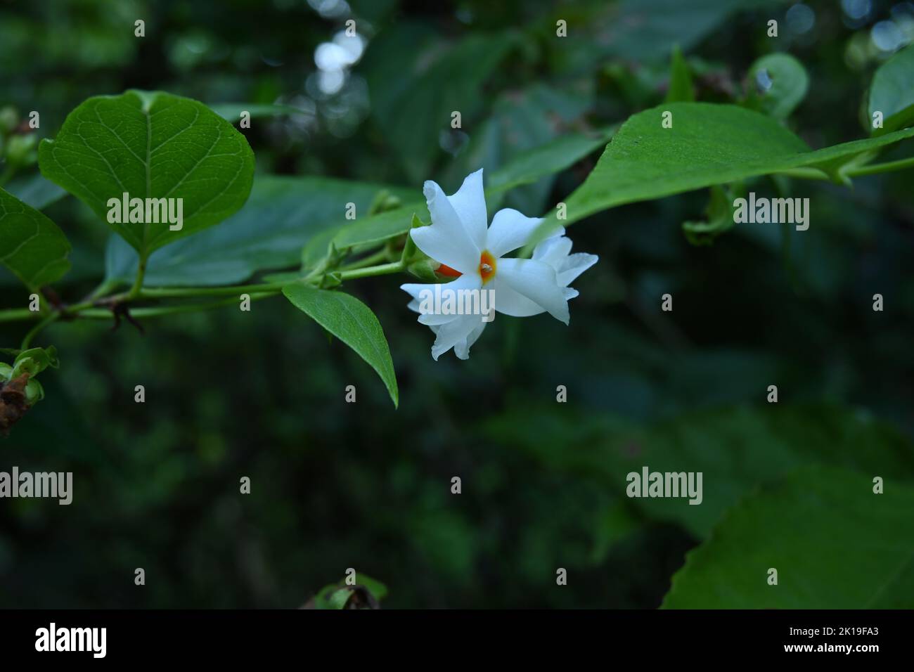 Close up of a Night flowering jasmine flower (Nyctanthes Arbor Tristis) with leaves in the garden Stock Photo