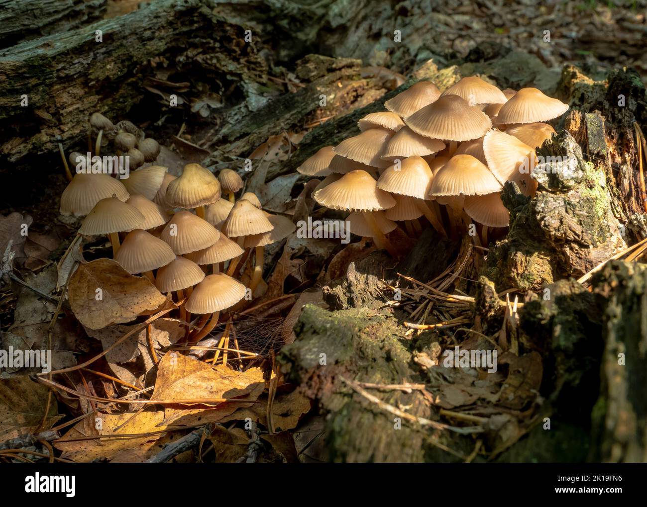 Wild mushroom at big rotten trunk tree that fell down in the deep forest. Parasite mushroom growth on tree. Stock Photo