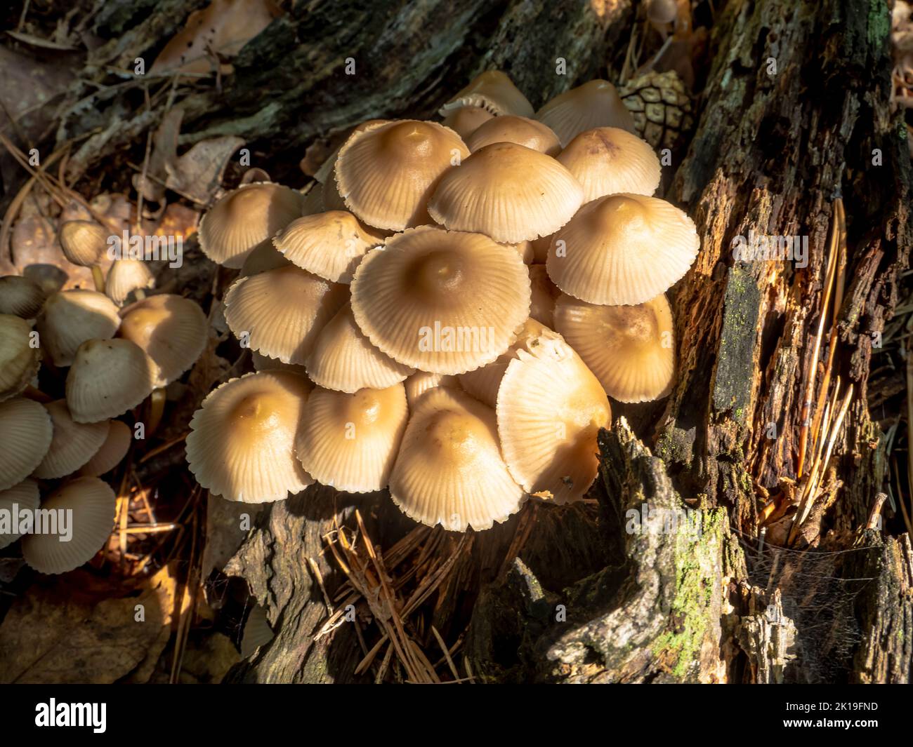 Wild mushroom at big rotten trunk tree that fell down in the deep forest. Parasite mushroom growth on tree. Stock Photo