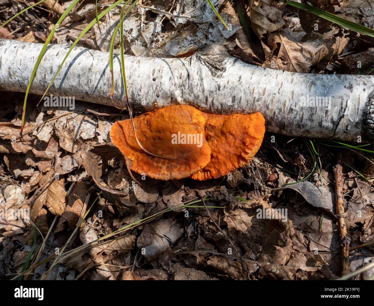 Orange Pycnoporus Moshroom on a rotting tree trunk. Stock Photo
