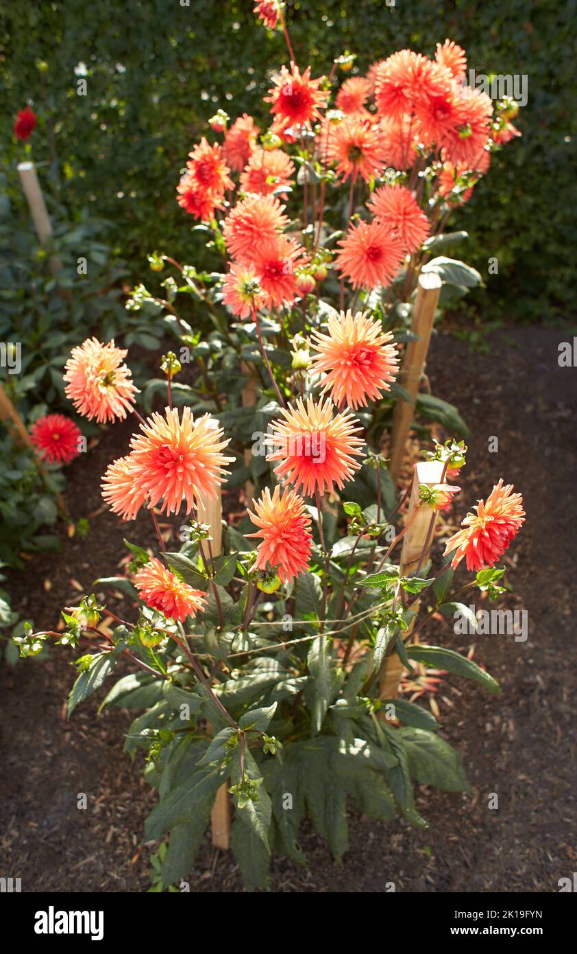 Close up of red and white asteraceae dahlia "viking pompom" flowers in