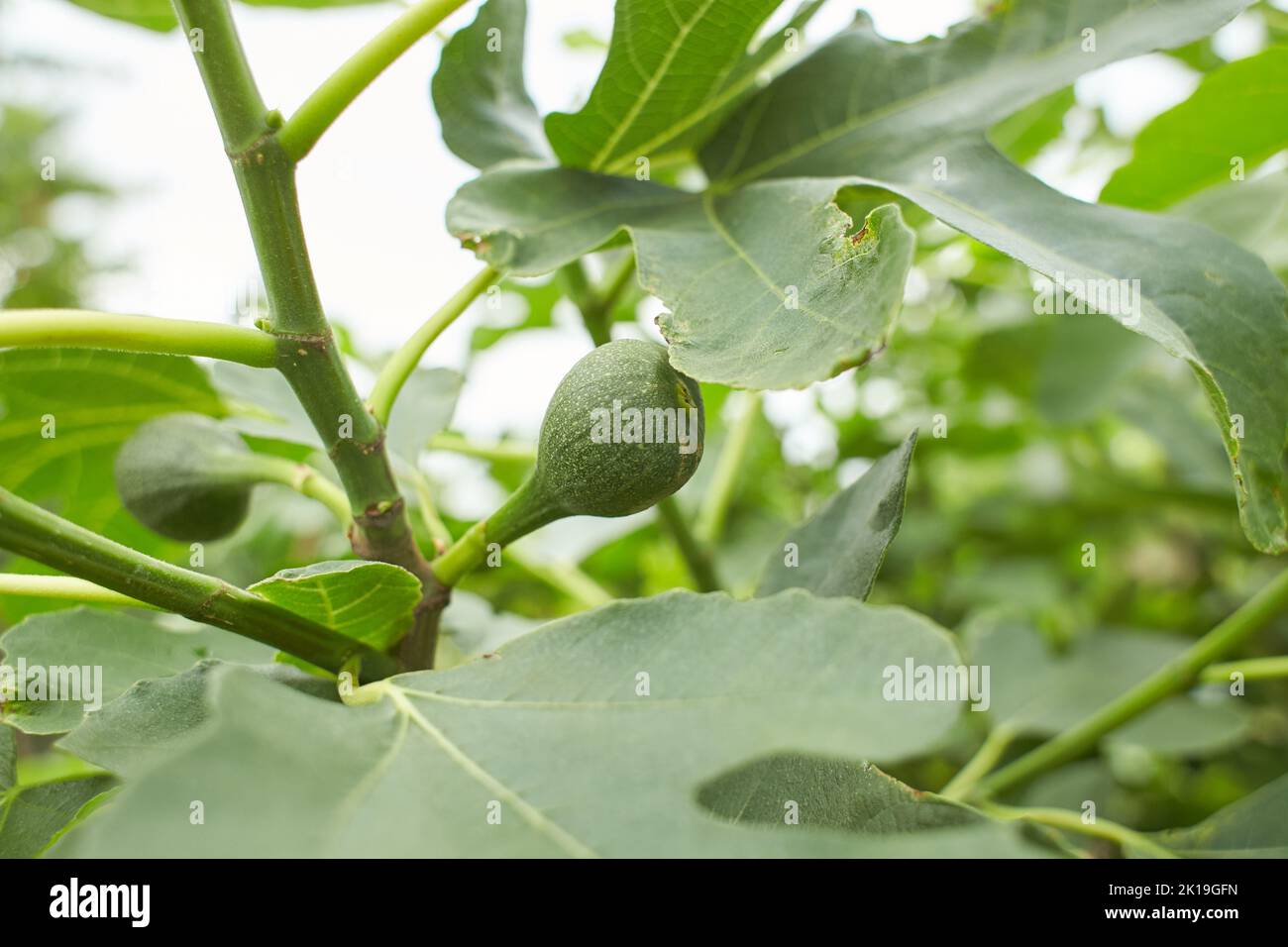 Ripe fig fruits in the canopy of the tree Stock Photo - Alamy