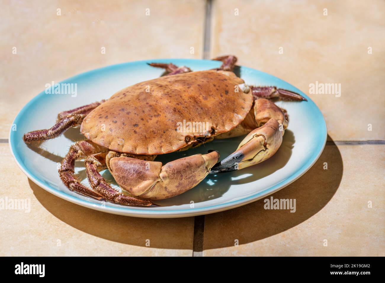 Fresh raw edible brown sea crab also known as Cancer Pagurus on blue plate on a beige tiles kitchen table background Stock Photo