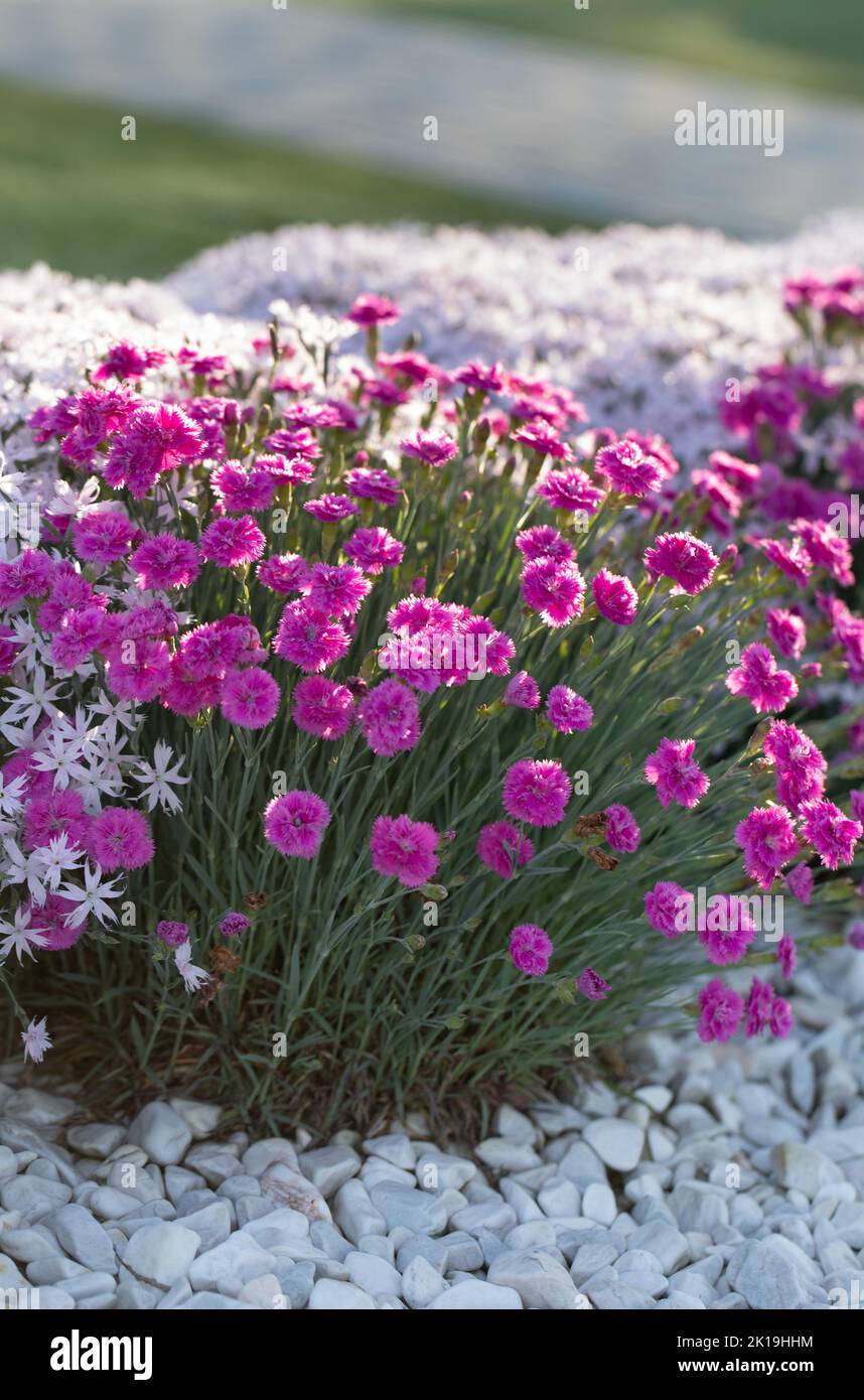 Pink carnations in a flower bed decorated with white marble pebbles