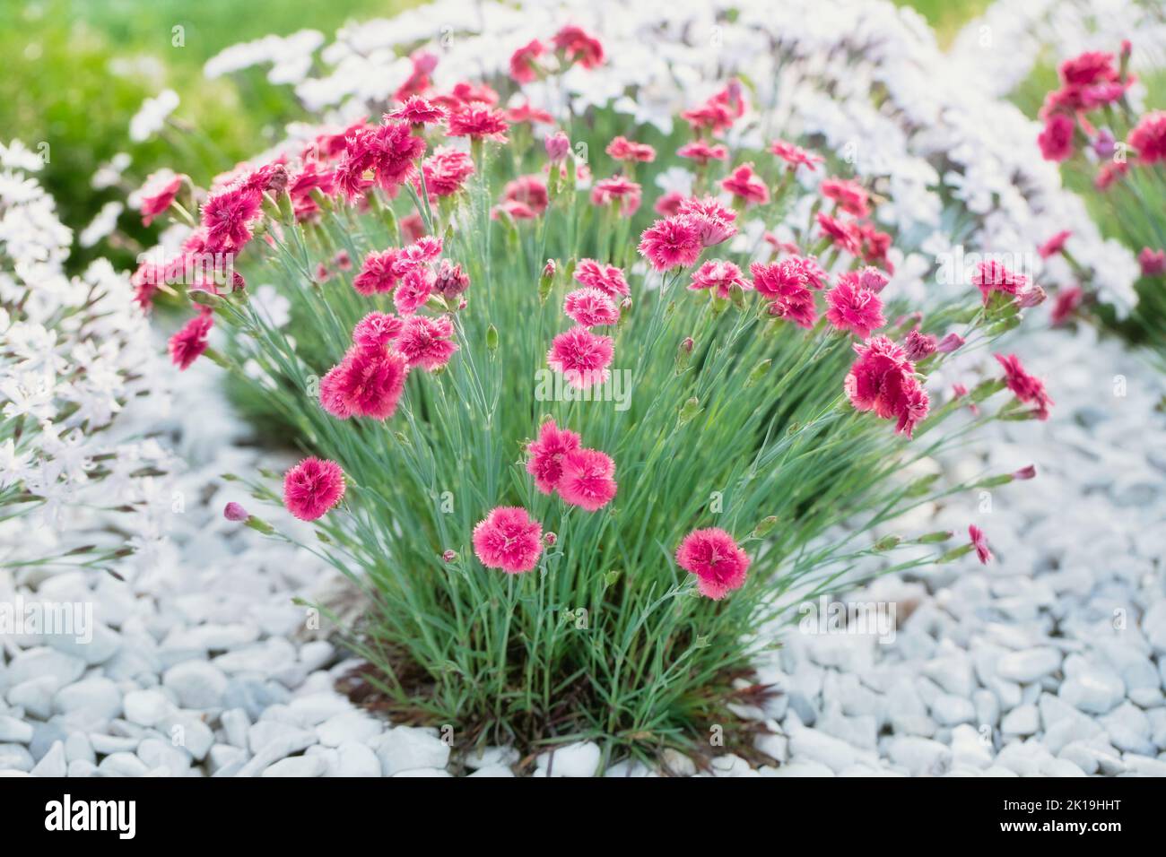 Pink carnations in a flower bed decorated with white marble pebbles