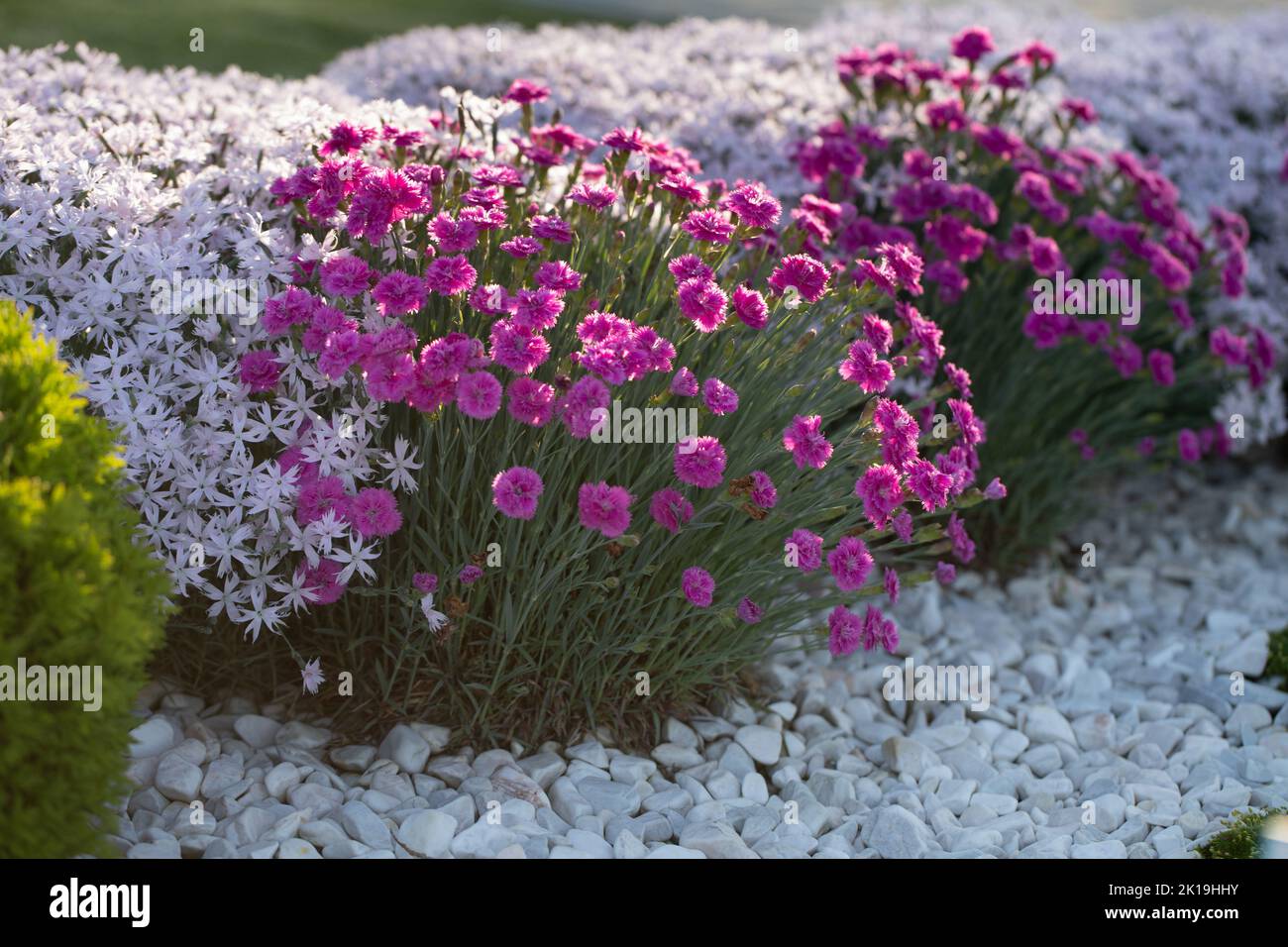 Pink carnations in a flower bed decorated with white marble pebbles