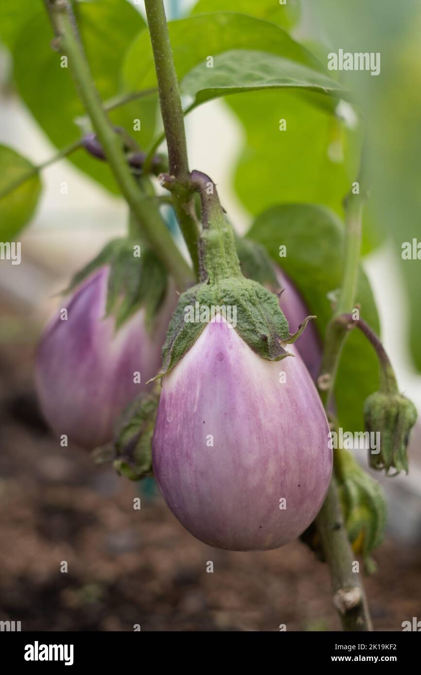 ripe white eggplant growing in a greenhouse Stock Photo
