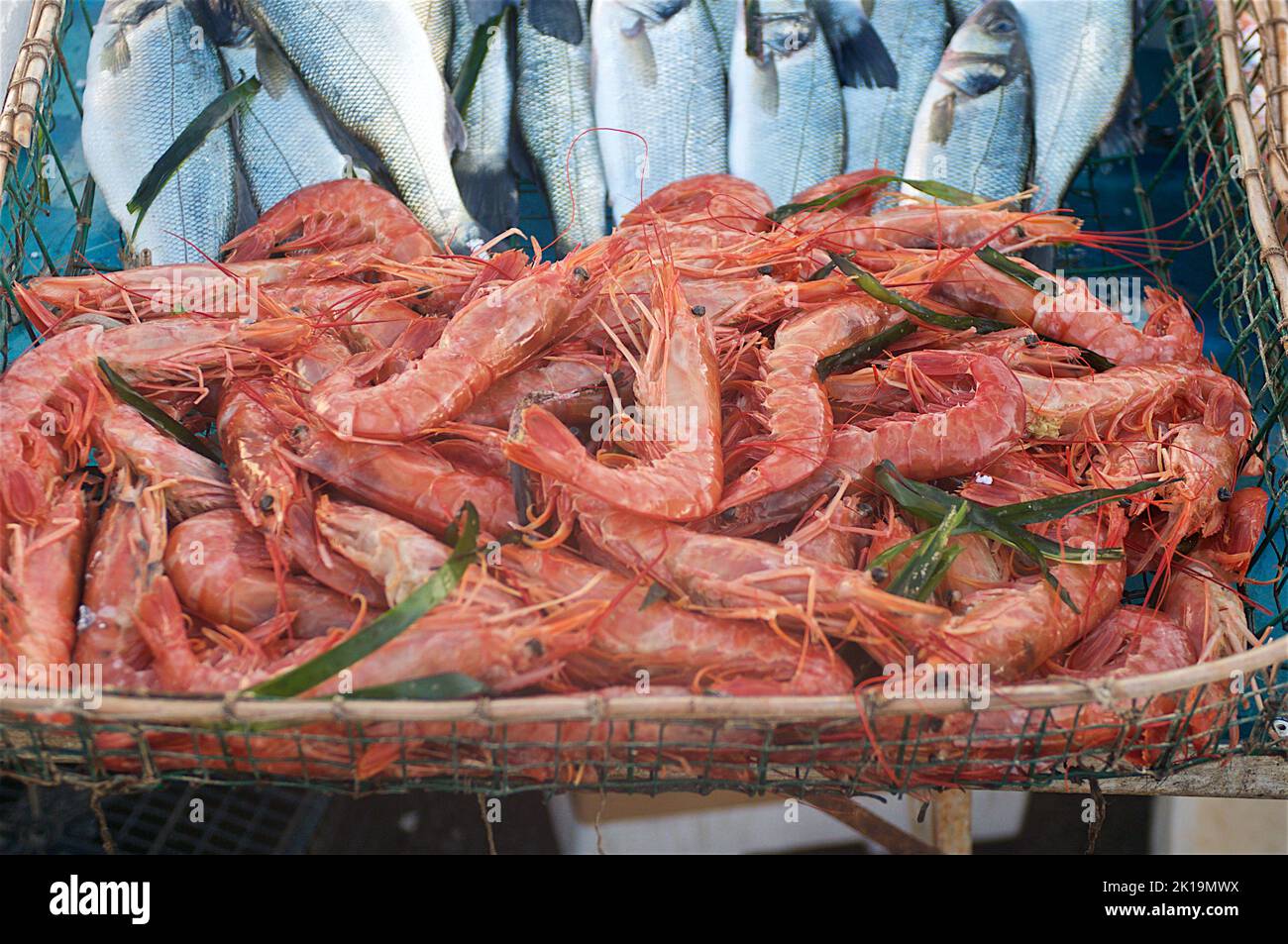 Mediterranean's Bounty: Captivating Red Tiger Prawns at the Vibrant Fish Market in Cagliari, Sardinia, Italy Stock Photo