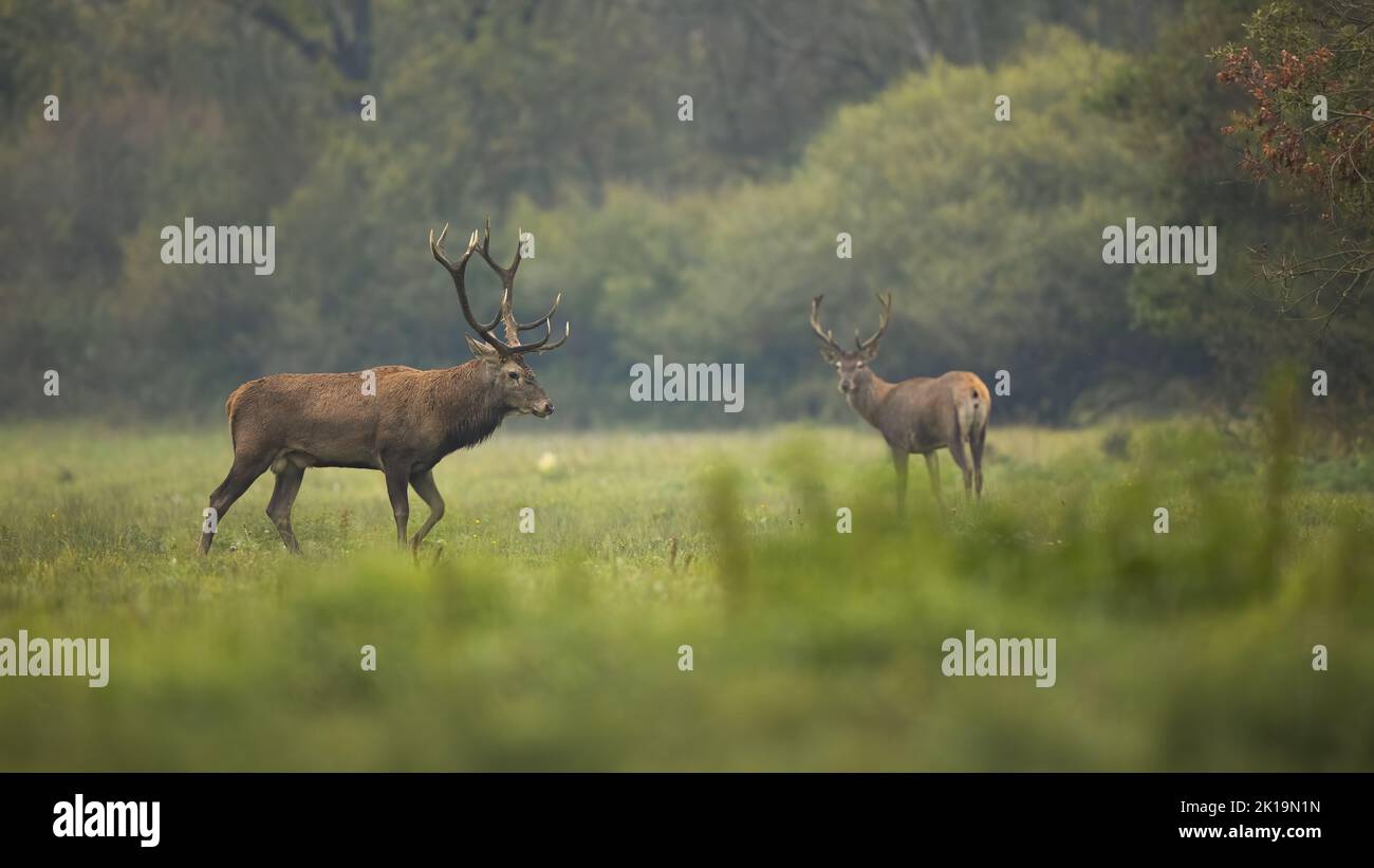Two red deer walking on meadow in autumn environment Stock Photo