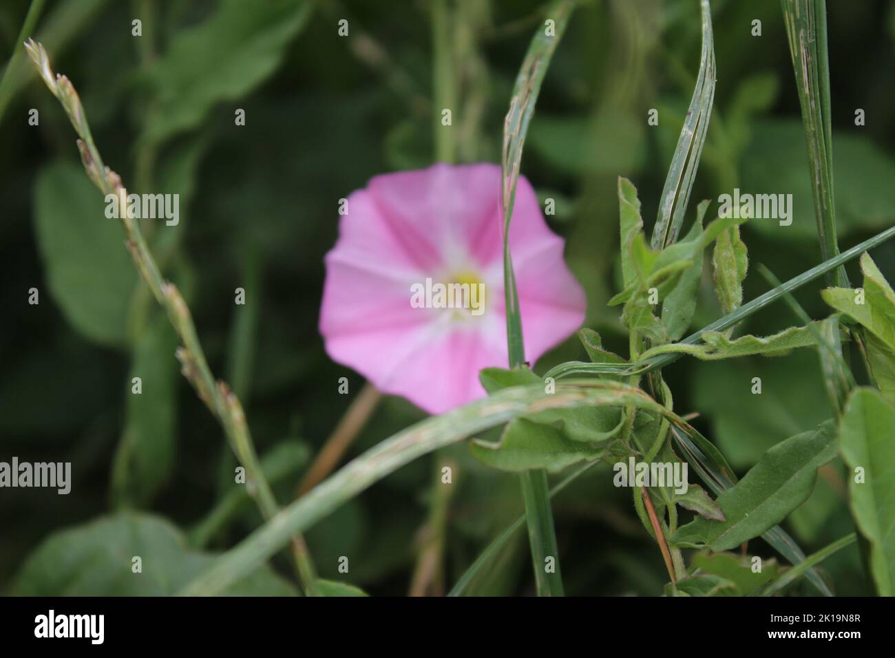 Field bindweed is a beautiful wild flower. The tree is a herbaceous