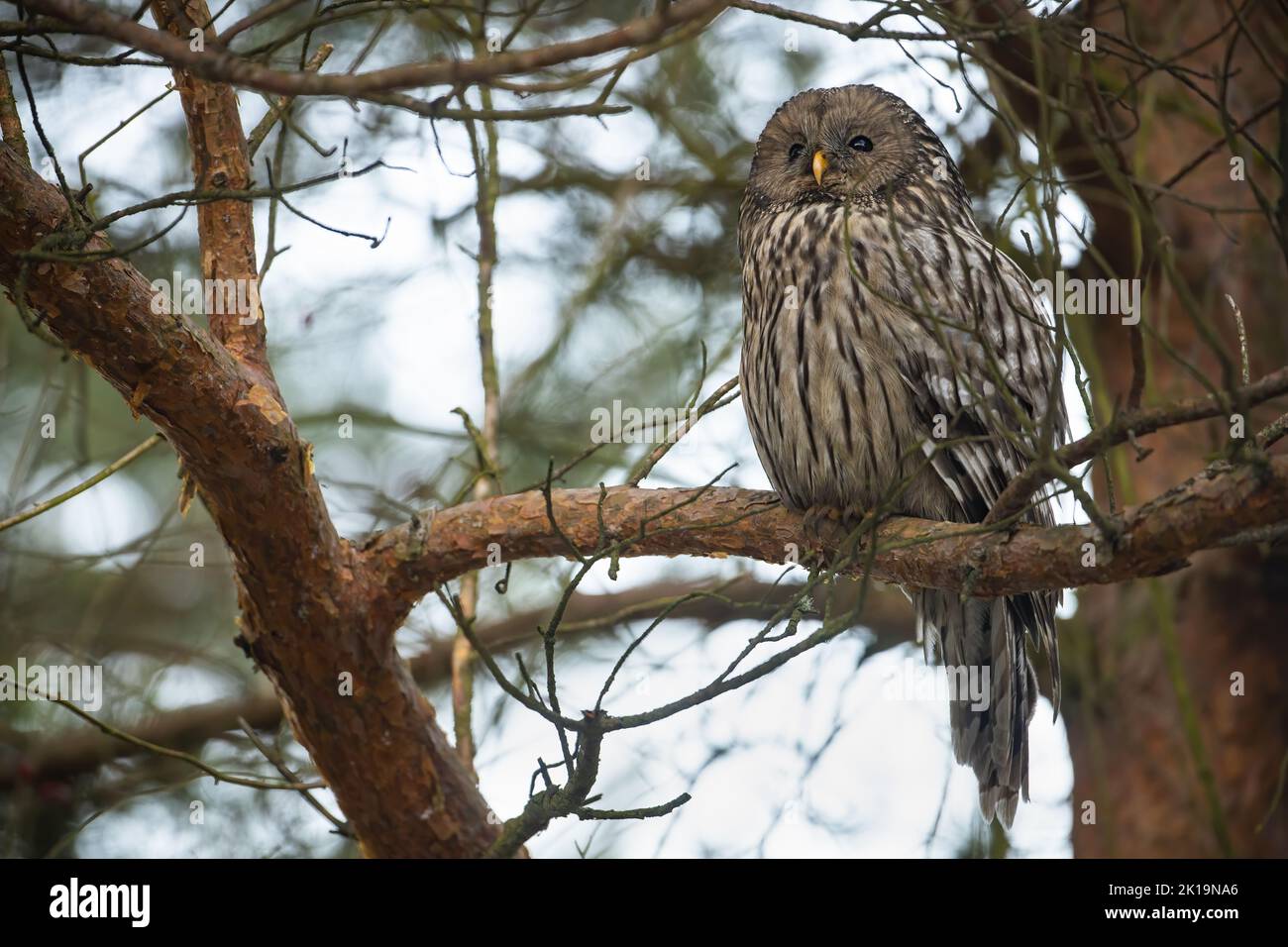 Ural owl sitting on tree in forest in aitimn nature Stock Photo