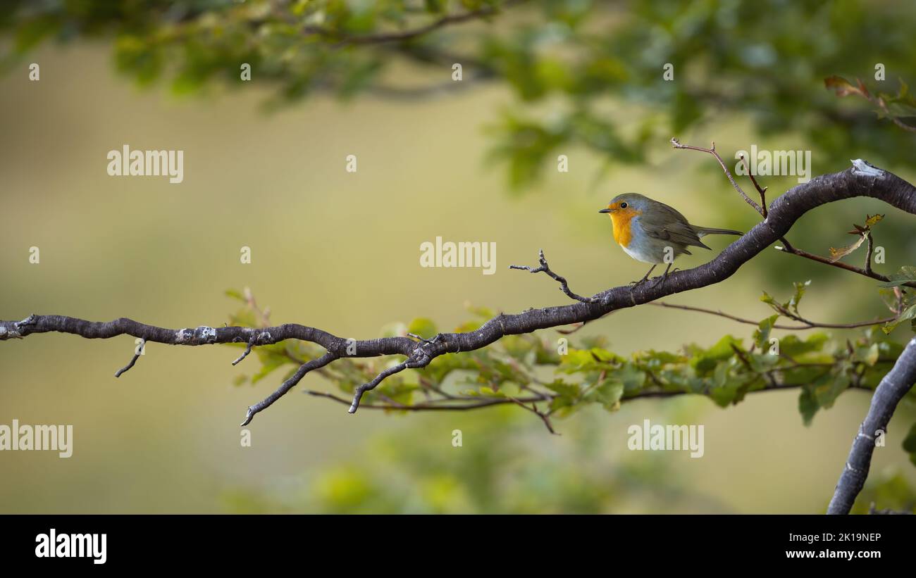 European robin sitting on branch in forest in summer Stock Photo