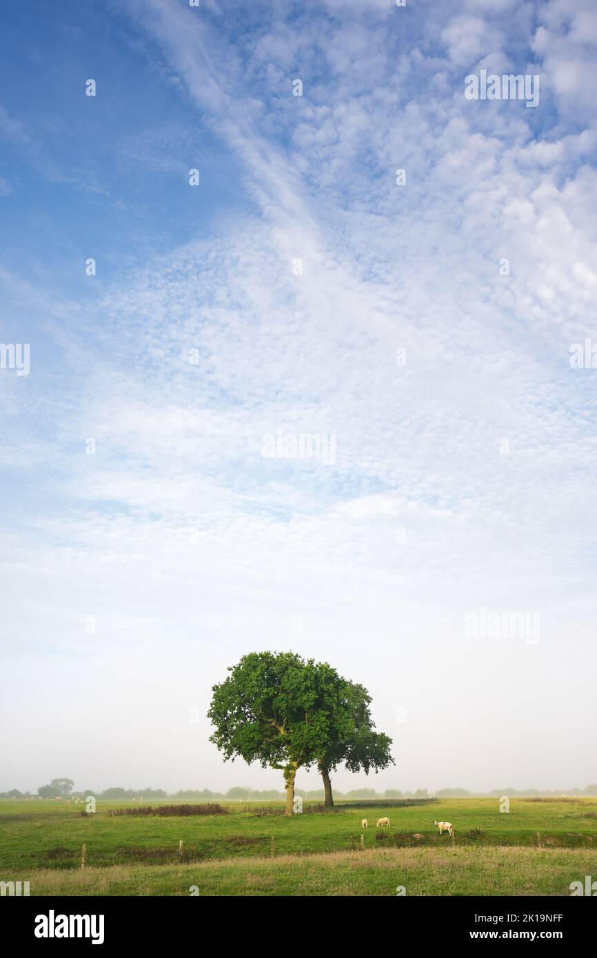 Two trees are framed by a heavily textured sky as morning fog begins to clear in Old Bramhope near Leeds. Stock Photo