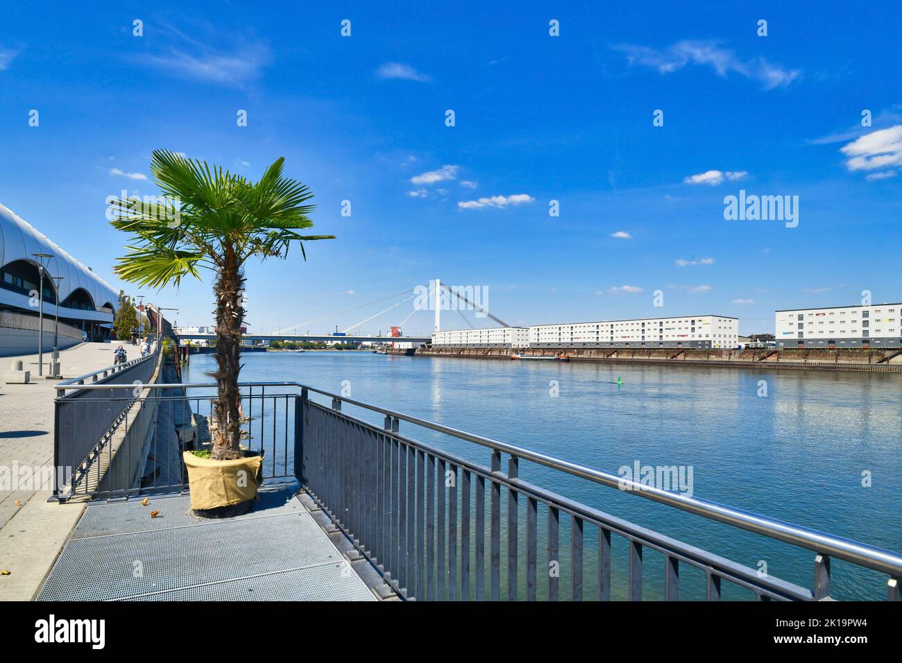 Ludwigshafen, Germany - August 2022: View over Rhine river from promenade with palm tree Stock Photo