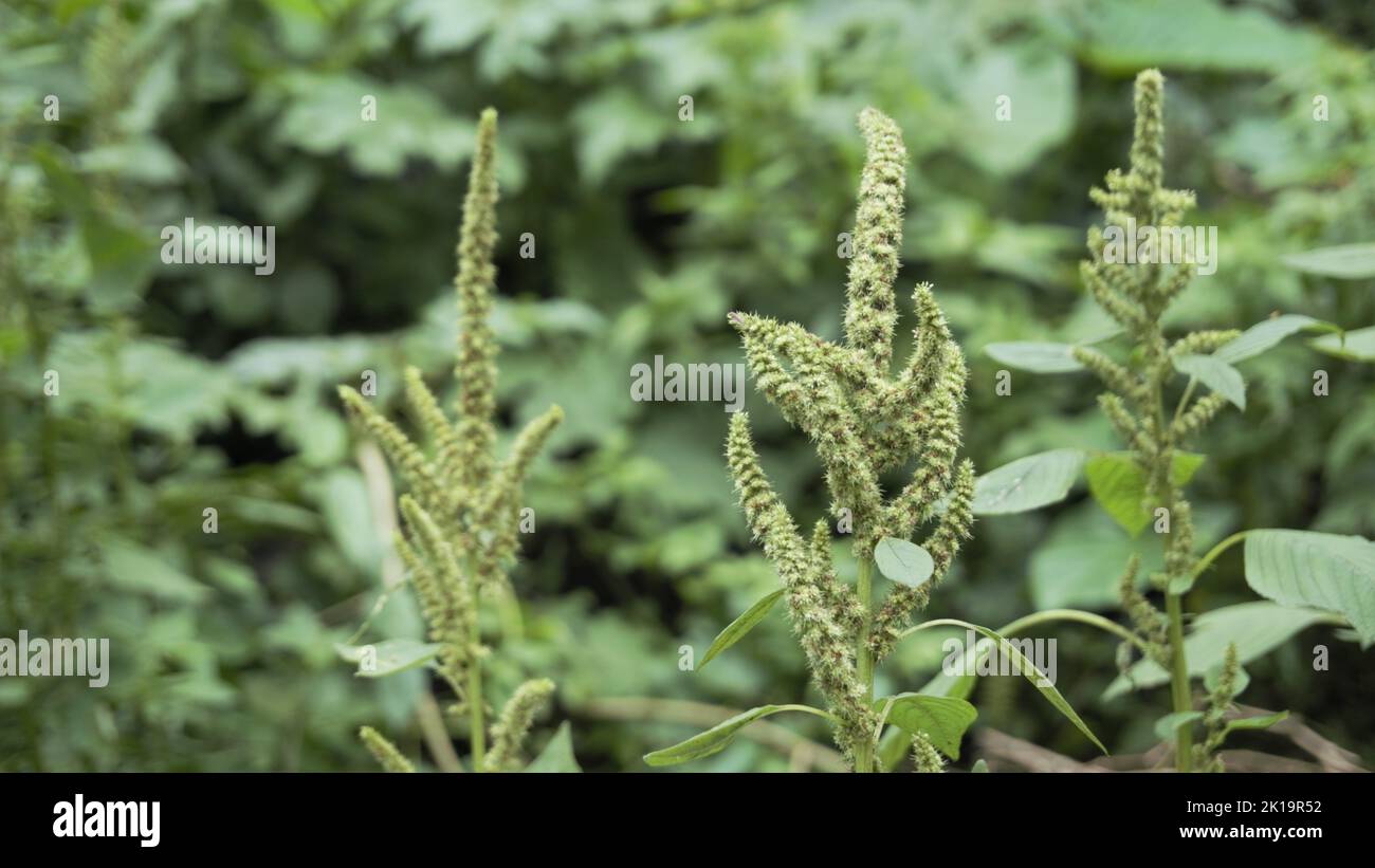 Green plants and flowers of Amaranthus powellii also known as Powells amaranth, pigweed, smooth, Green amaranth. Background image. Stock Photo