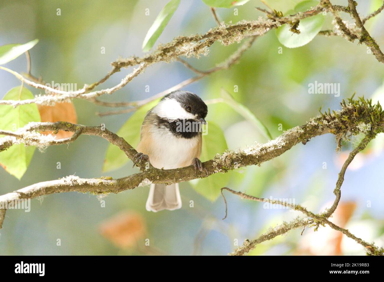 A black-capped chickadee looking curiously at the camera while sitting on a tree against a backdrop of green leaves. Stock Photo