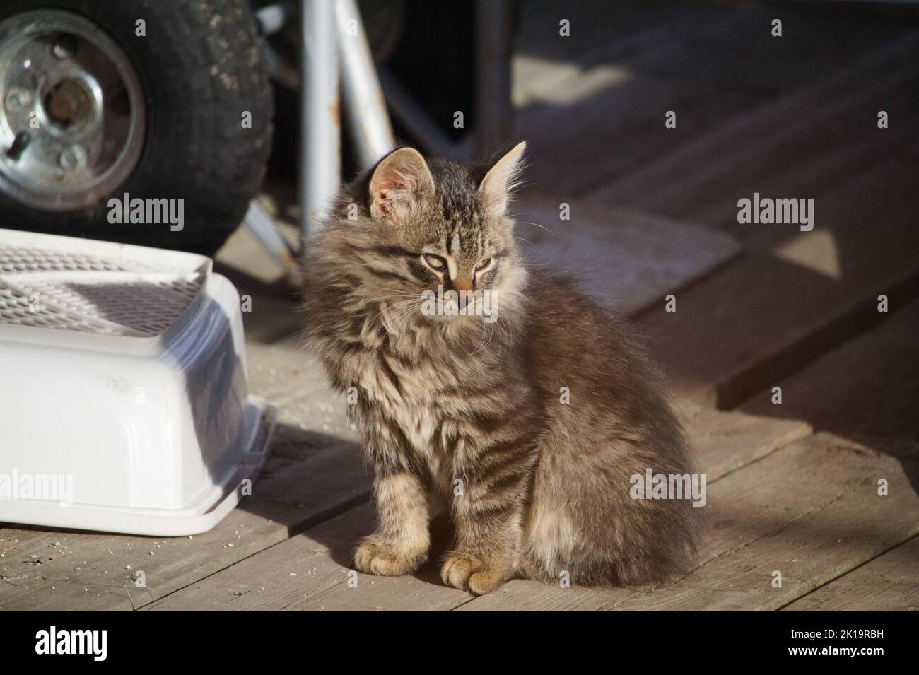 An outdoor kitten (brown tabby) on a farmhouse property. Stock Photo