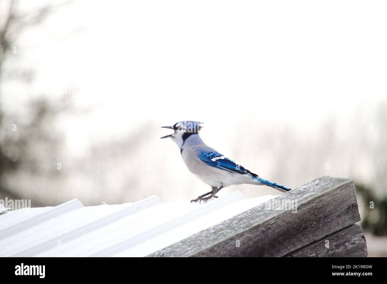 A blue jay calling against a stark white winter sky. Stock Photo