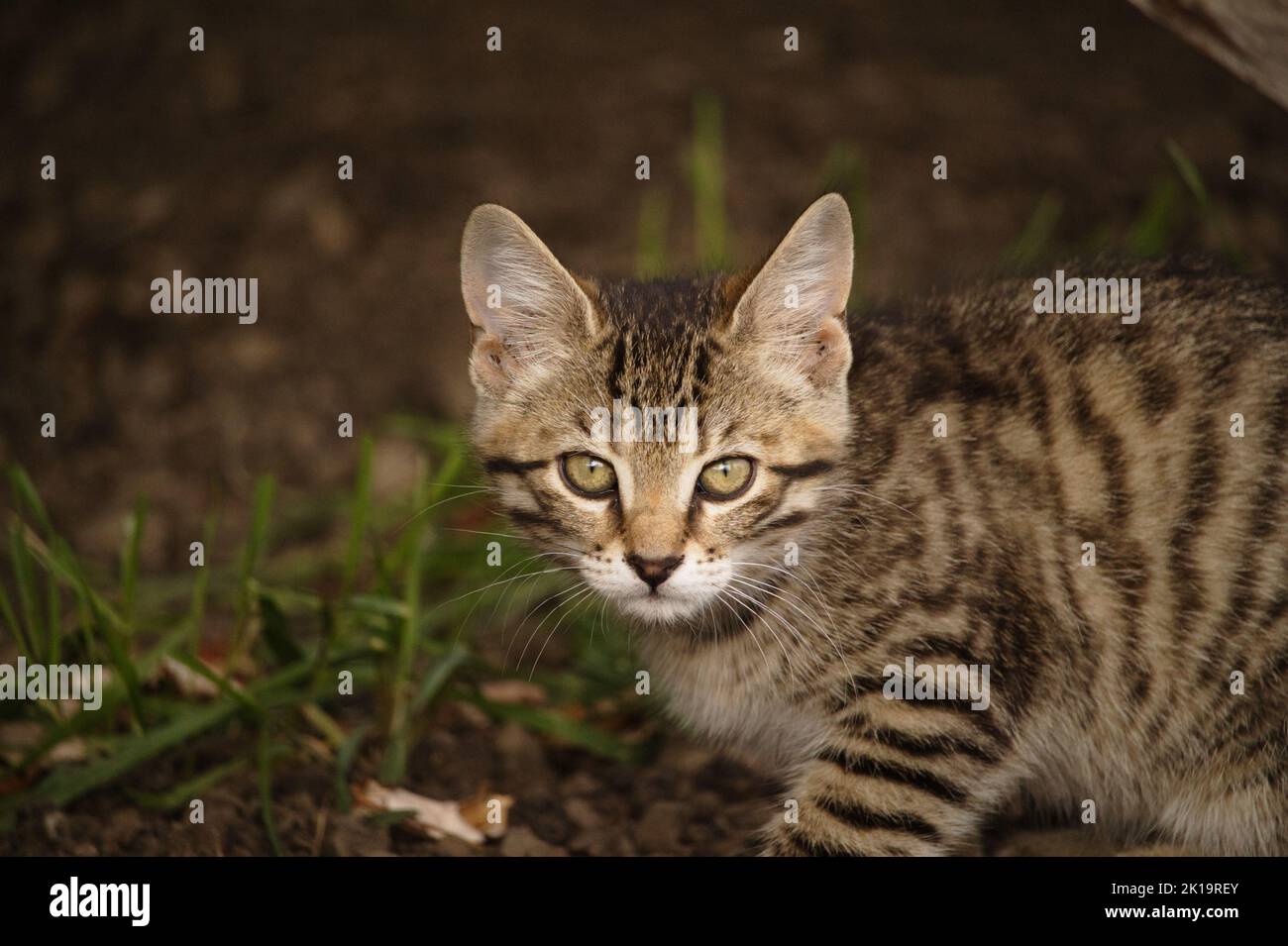 An outdoor kitten (brown tabby) on a farmhouse property. Stock Photo