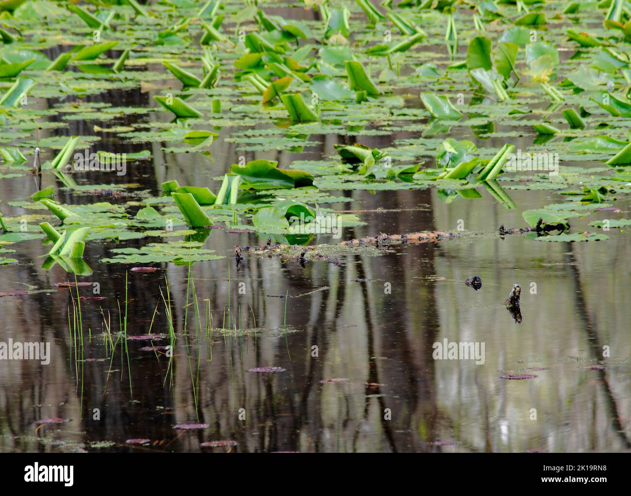 Spring water shields mix with reflections of the nearby forest, Kent Lake, Kensington Metropark, Oakland County, Michigan Stock Photo