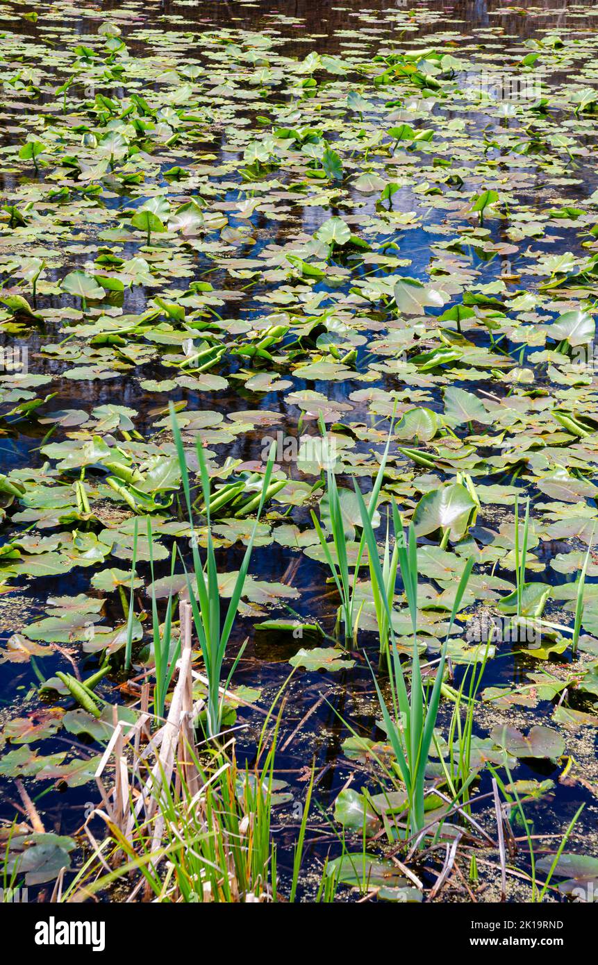 Native Michigan Reeds Lilypads and reeds dominate a wetland pond at Kensington Metropark ...