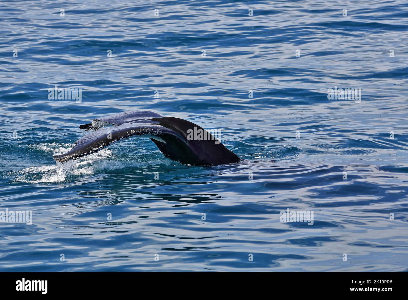 132 Southern humpback whale-Megaptera novaeangliae australis lobtailing in Moreton Bay. Brisbane-Australia. Stock Photo