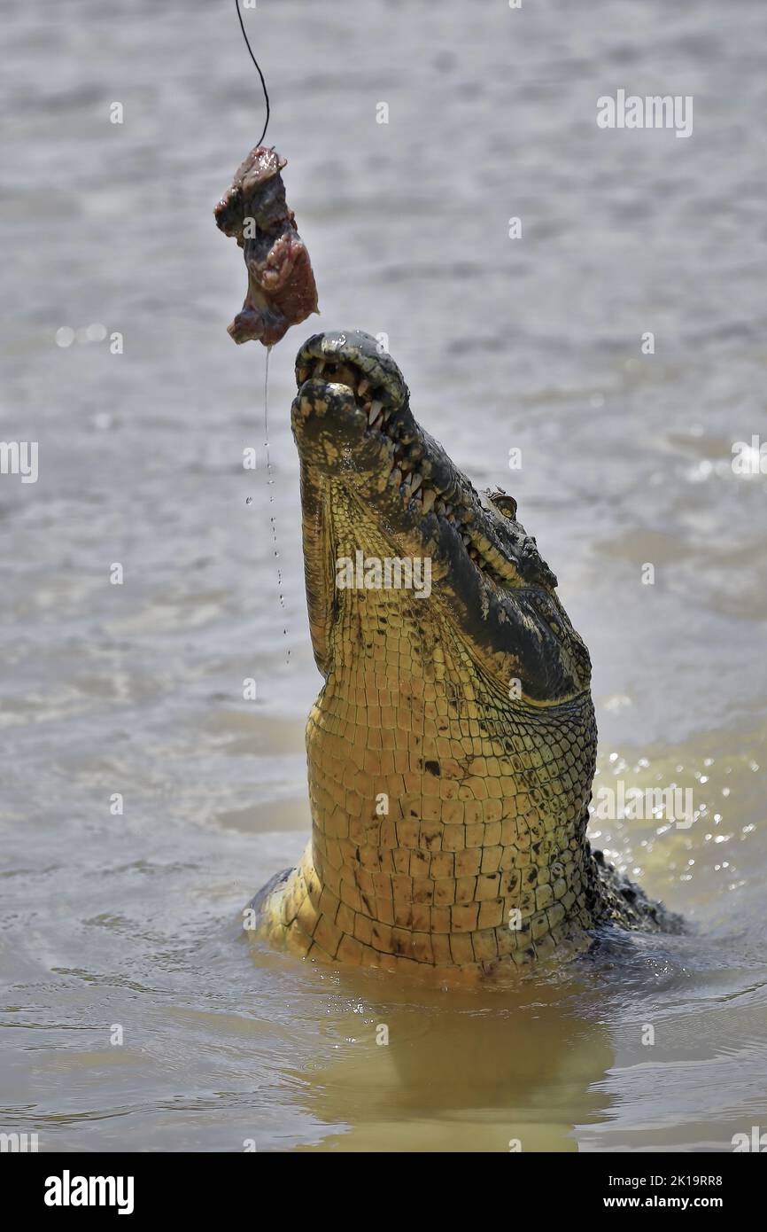 161 Large saltwater crocodile at bait catch from the water. Adelaide River-Australia. Stock Photo