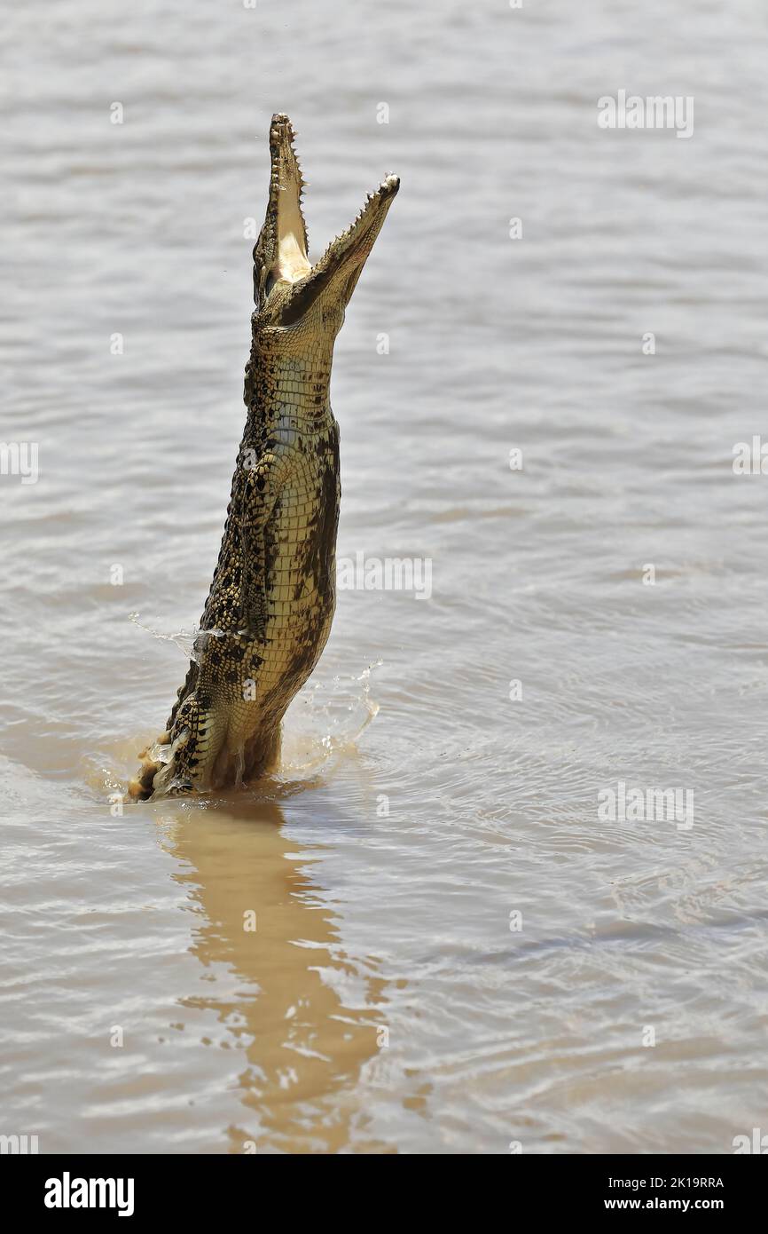 164 Large saltwater crocodile jumping to catch bait. Adelaide River-Australia. Stock Photo