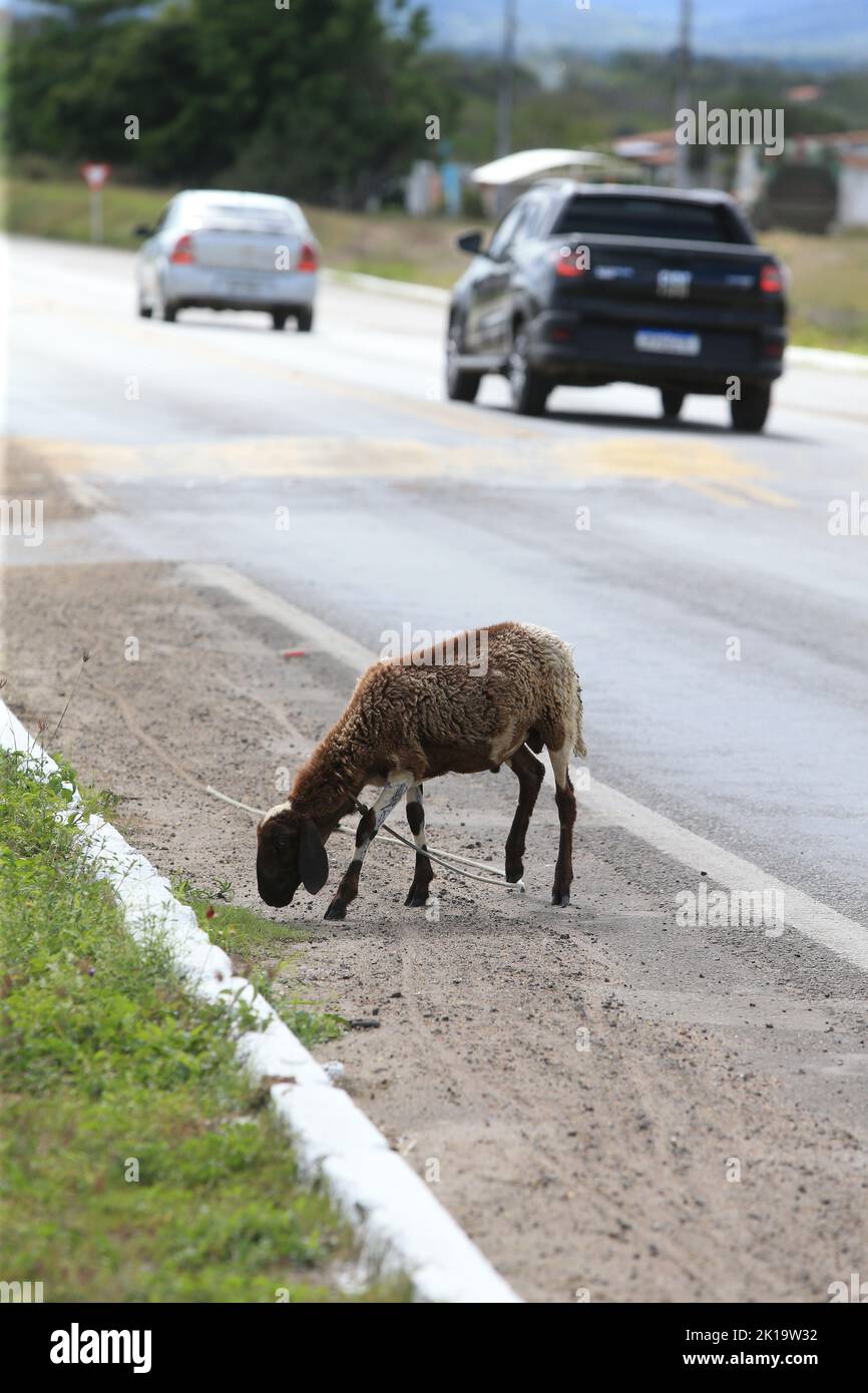 serra preta, bahia, brazil september 13, 2022 sheep on the side of