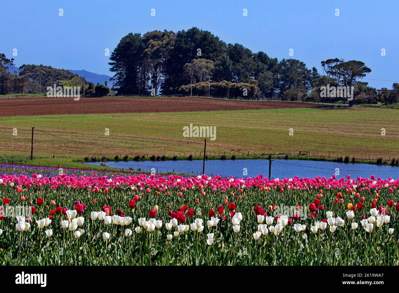 Bold, colorful display of spring tulips brighten up northern Tasmanian farm pond and fields in Australia Stock Photo