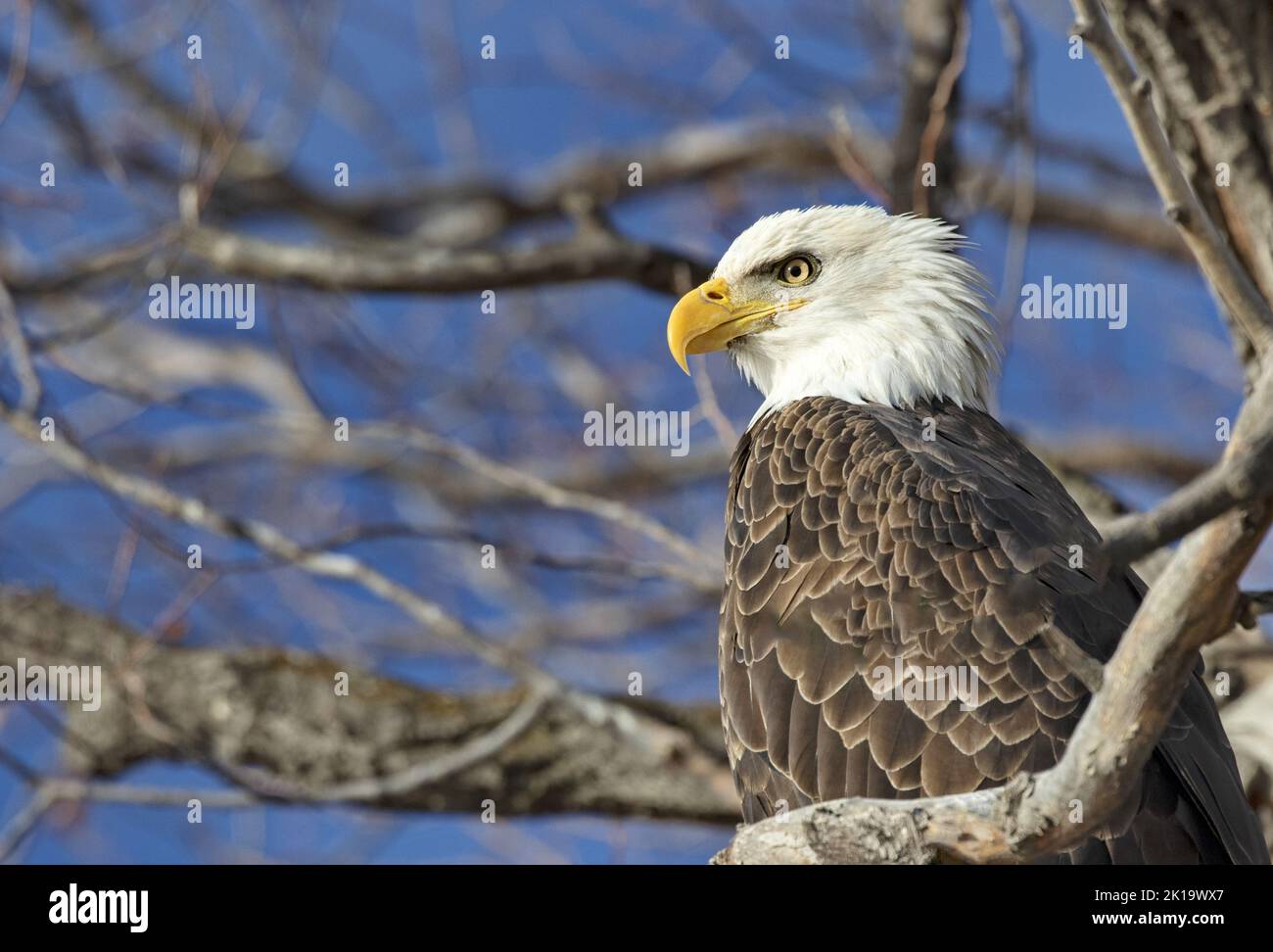 Majestic Bald Eagle perched in tree at Lower Klamath National Wildlife Refuge, America’s first waterfowl refuge and vulnerable to water shortages of m Stock Photo