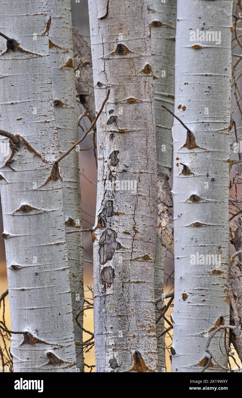 Trio of aspen tree trunks showing their autumn beautiful bark, standing in The Fremont Winema National Forest near Klamath Falls, Oregon, United State Stock Photo