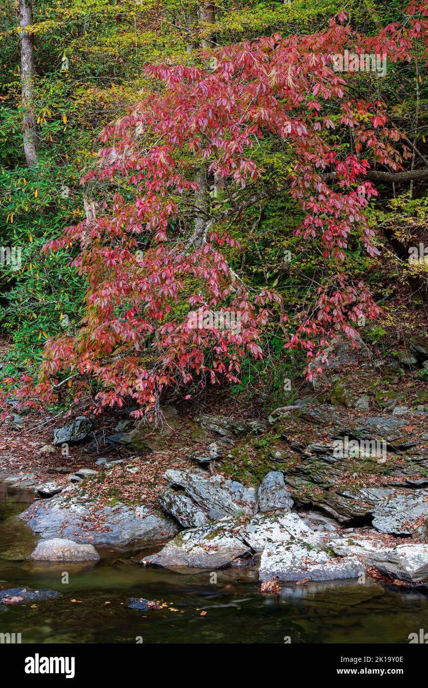 Sourwood (Oxydendrum arboreum) grows in abundance along the banks of the Little River, Great Smoky Mtns Nat'l Pk, Blount Cty, TN Stock Photo