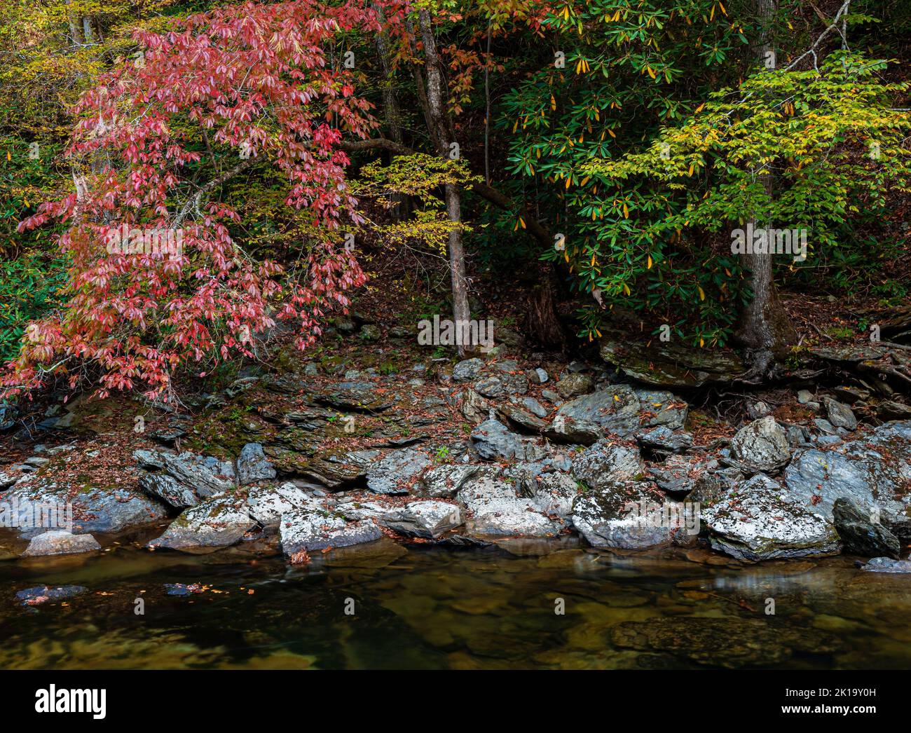 Sourwood (Oxydendrum arboreum) and Rhododendron (Rhododendron maximum) grow along the Little River Great Smoky Mtns Nat'l Pk, Blount Cty, TN Stock Photo