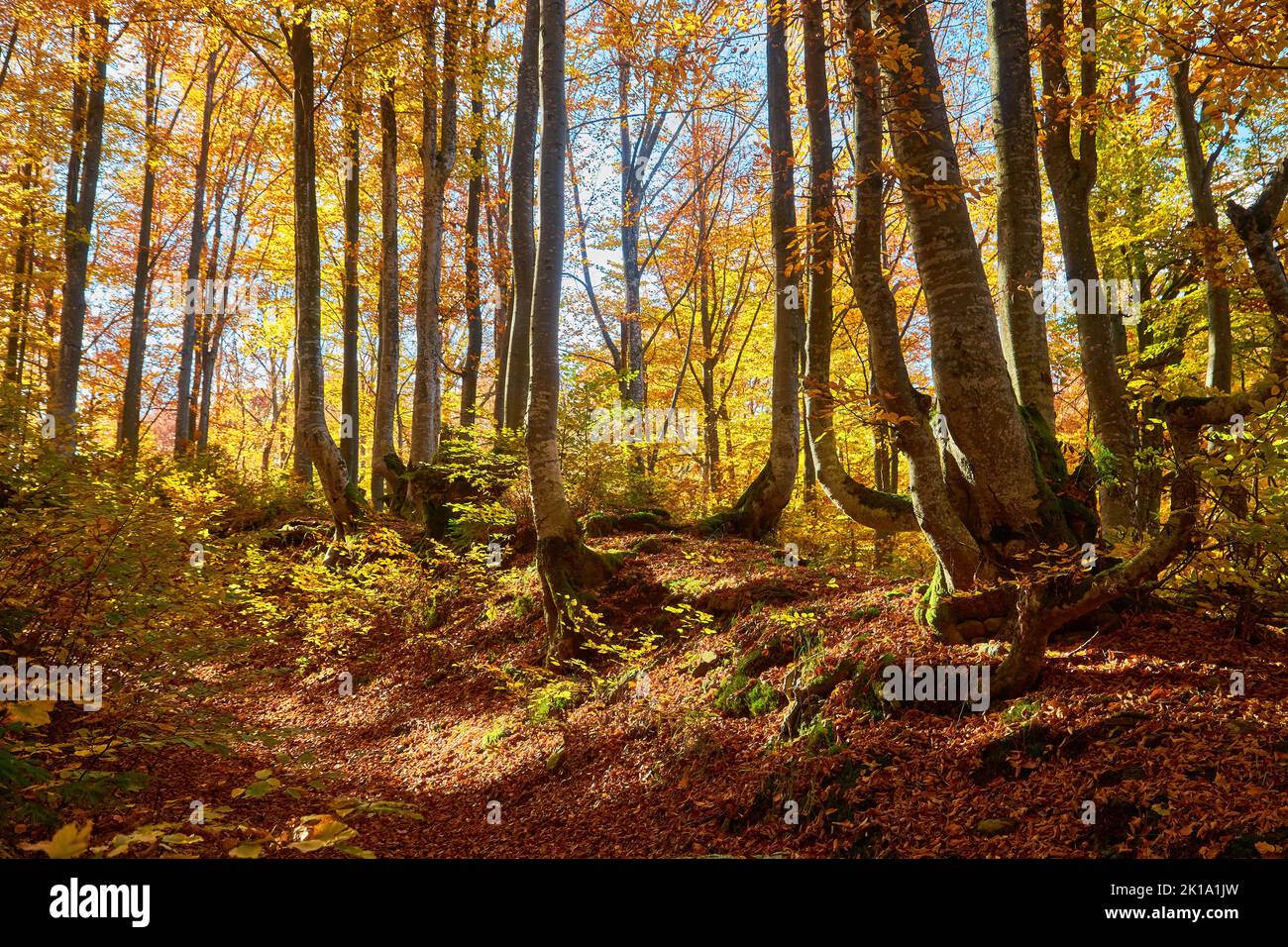 the mountain autumn landscape with colorful forest Stock Photo - Alamy