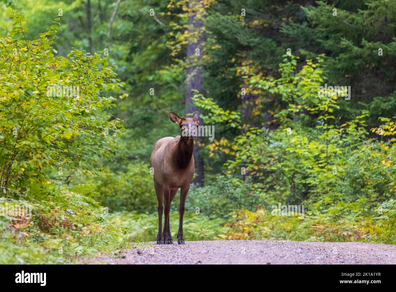 Cow elk standing on a forest road in Clam Lake, Wisconsin. Stock Photo