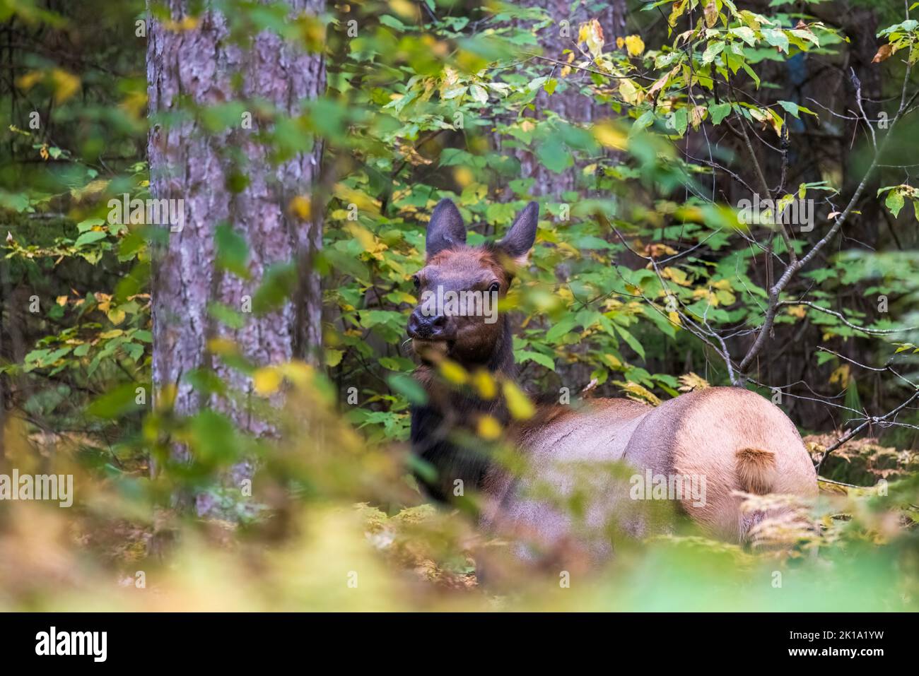 Cow elk in a Clam Lake woodland. Stock Photo