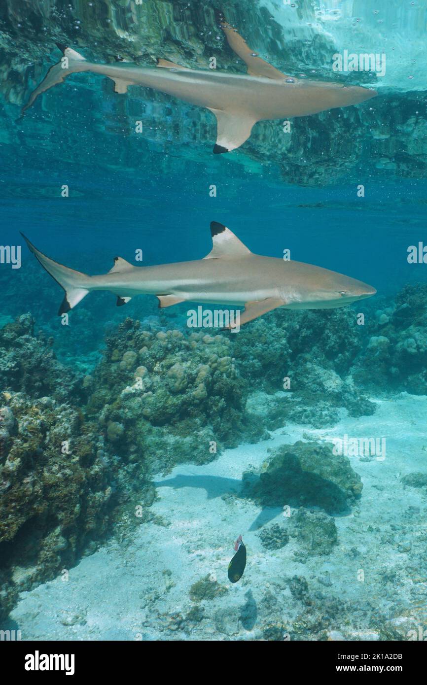 A blacktip reef shark underwater reflected by water surface, south Pacific ocean, French Polynesia, natural scene Stock Photo