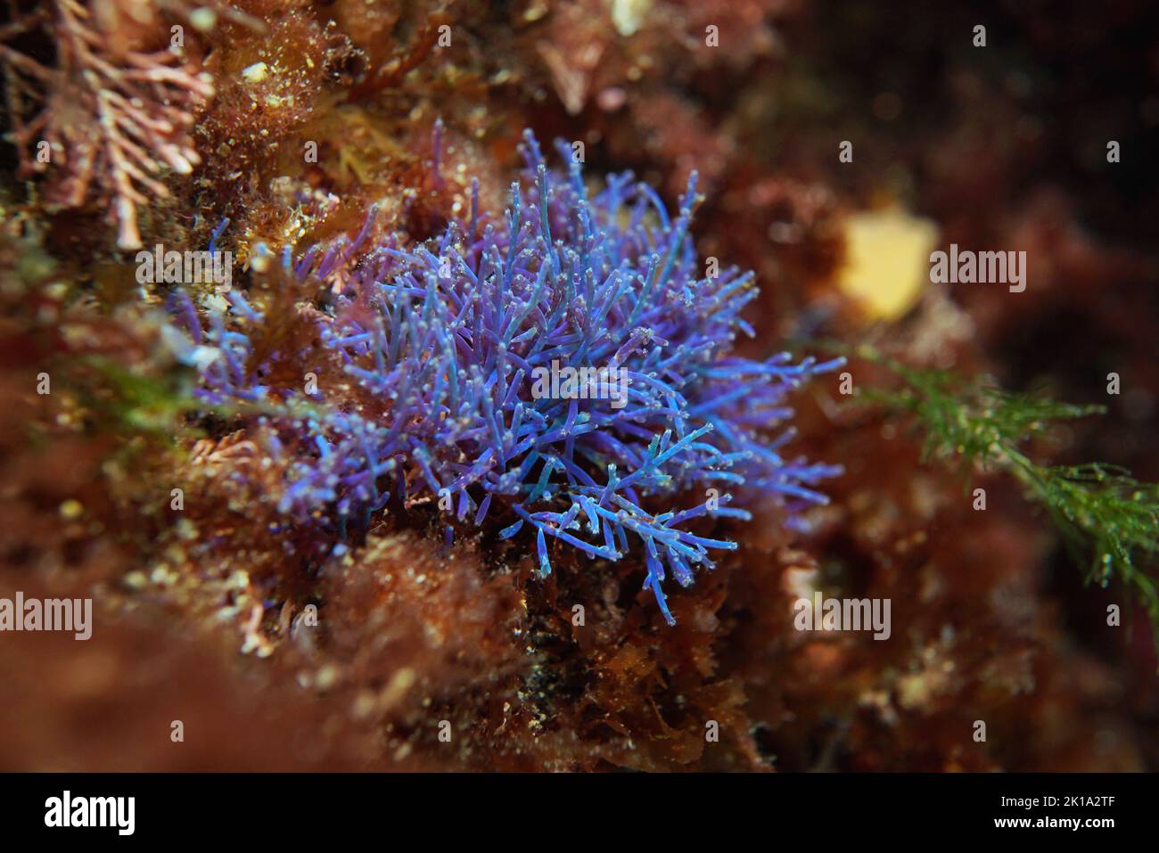 Iridescent cartilage weed alga Chondria coerulescens,  underwater in the Atlantic ocean, Spain Stock Photo