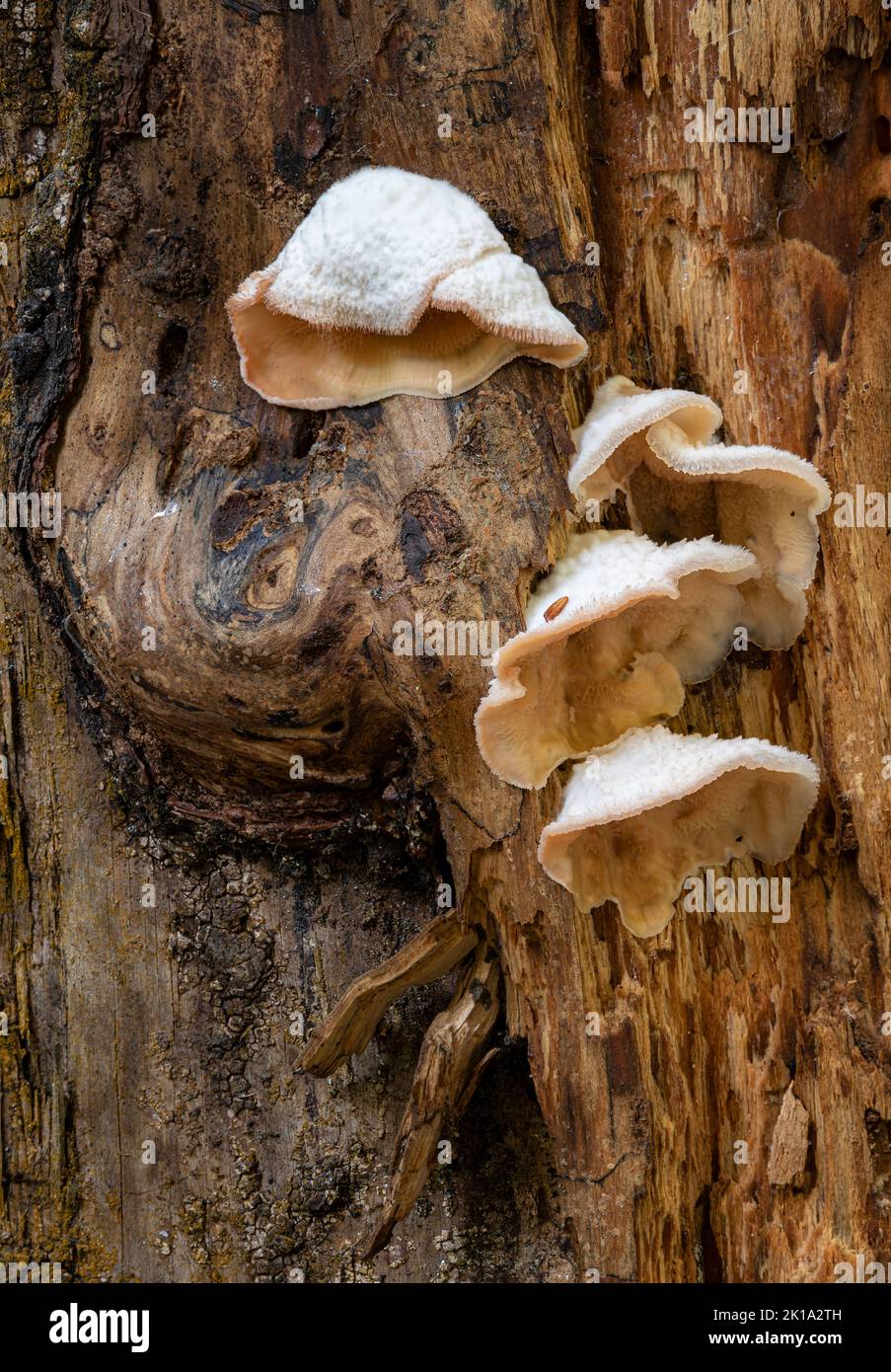 Staning Staning up hi-res stock photography and images - Alamy
