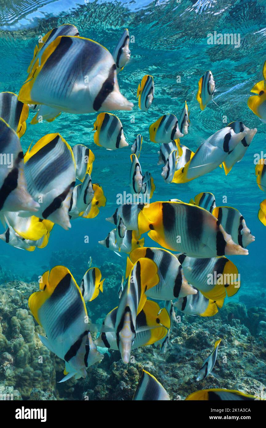 Tropical fish shoal underwater in the ocean (Pacific double-saddle butterflyfish), south Pacific, French Polynesia Stock Photo