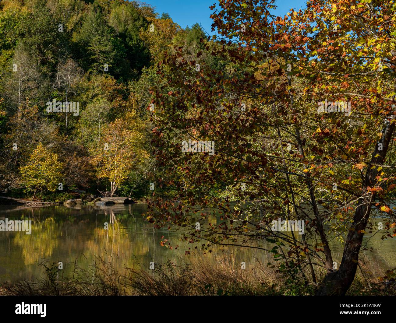 A sycamore dominates the shore of the Cumberland River with autumn