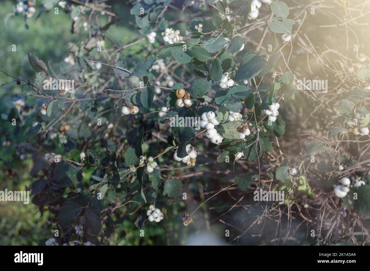 Branch with berries of snowberry in the garden closeup, latin name symphoricarpos albus Stock Photo