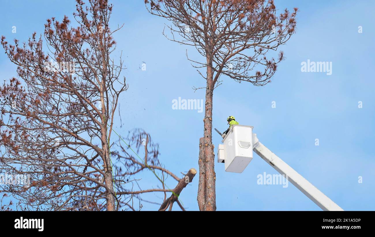 Tree removal. Arborist has just cut off top of a dead pine tree with a chainsaw, while standing in the basket of an articulating boom lift or cherry p Stock Photo