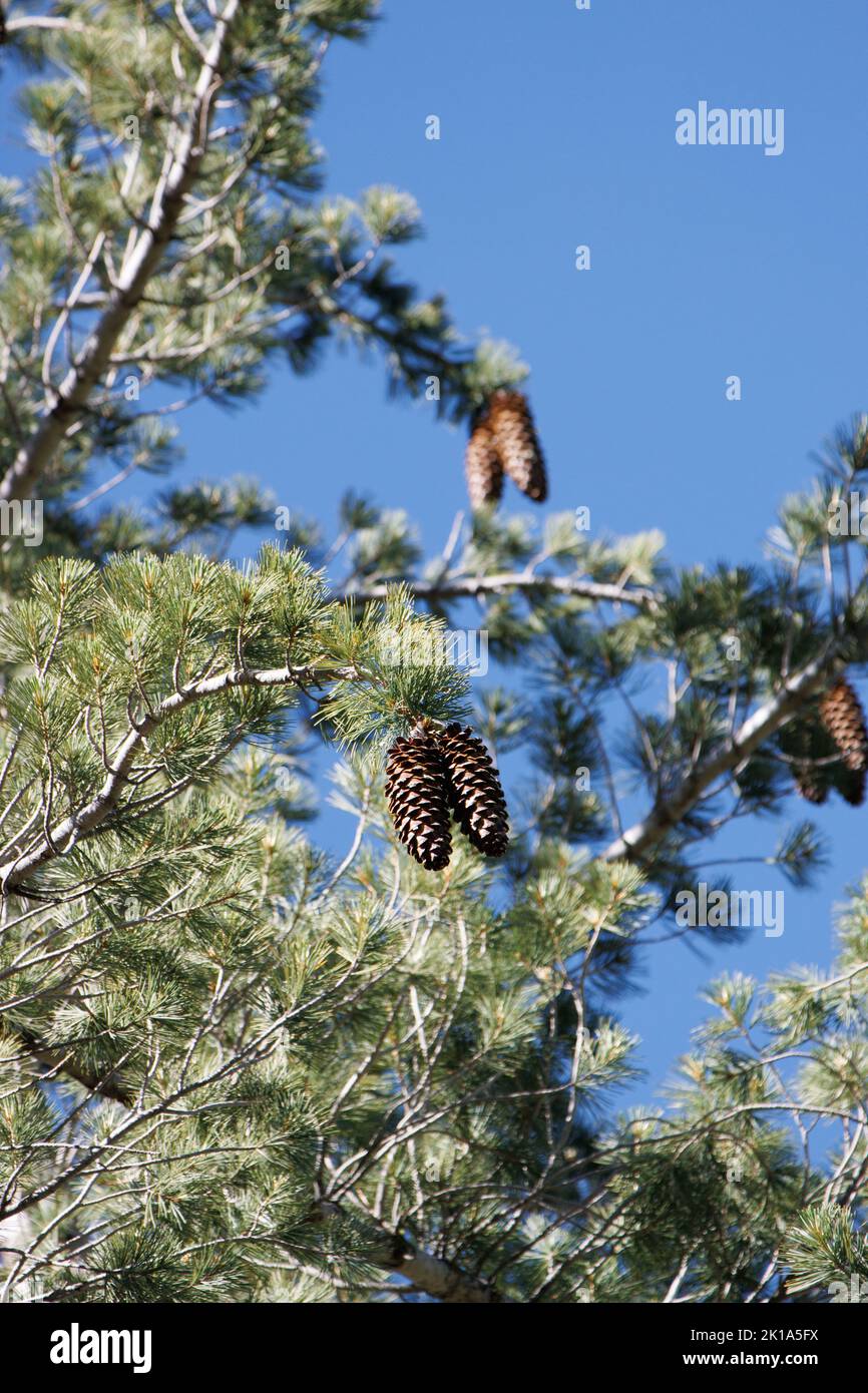 Brown mature symmetric clustered pendent megastrobilus ovulate cones of Pinus Lambertiana, Pinaceae, native tree in the San Jacinto Mountains, Summer. Stock Photo