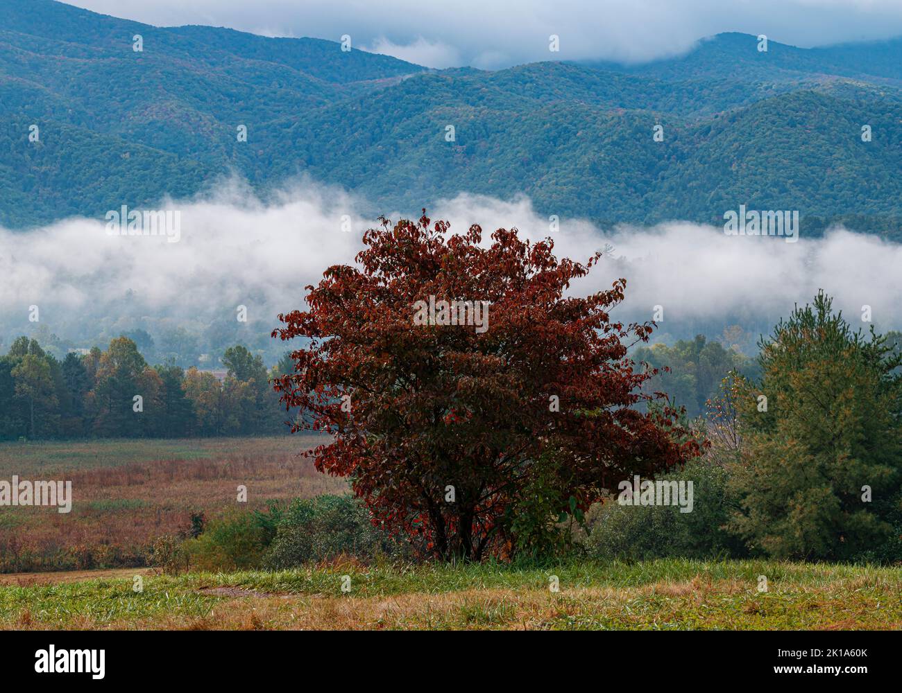 A Sourwood tree grows on the border of a field against the backdrop of a mist shrouded mountain in Cades Cove, Great Smoky Mountains National Park, Bl Stock Photo