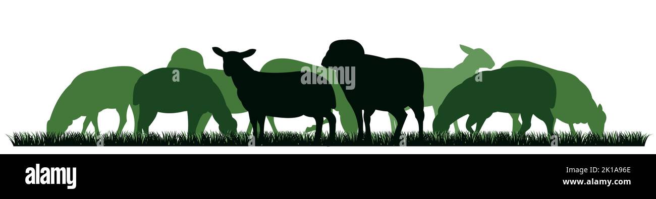 Sheep graze in pasture. Picture silhouette. Farm pets. Domestic animals wool. Isolated on white background. Vector Stock Vector