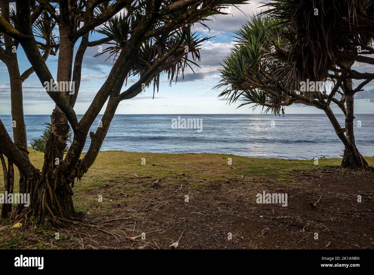 Pandanus palm trees close to the ocean, Bras-Panon, Réunion Island, France Stock Photo