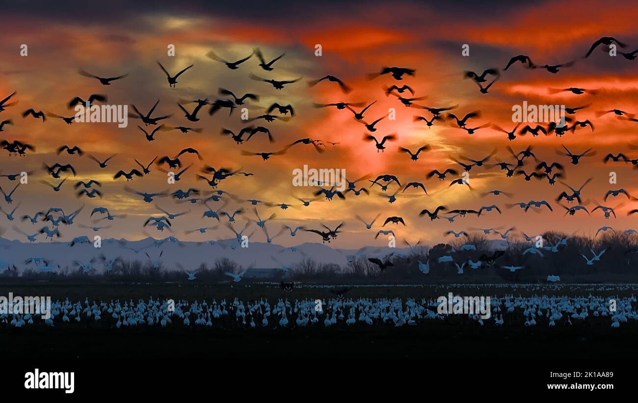 Snow goose flying to the rest place in the reddish sunset sky, Merced ...